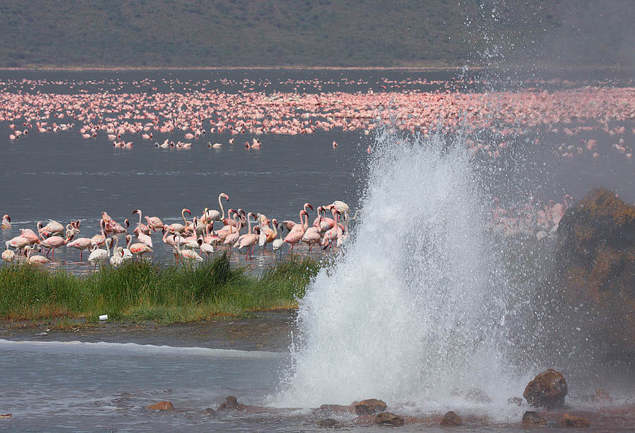 2-Days Lake Bogoria & Lake Nakuru Safari