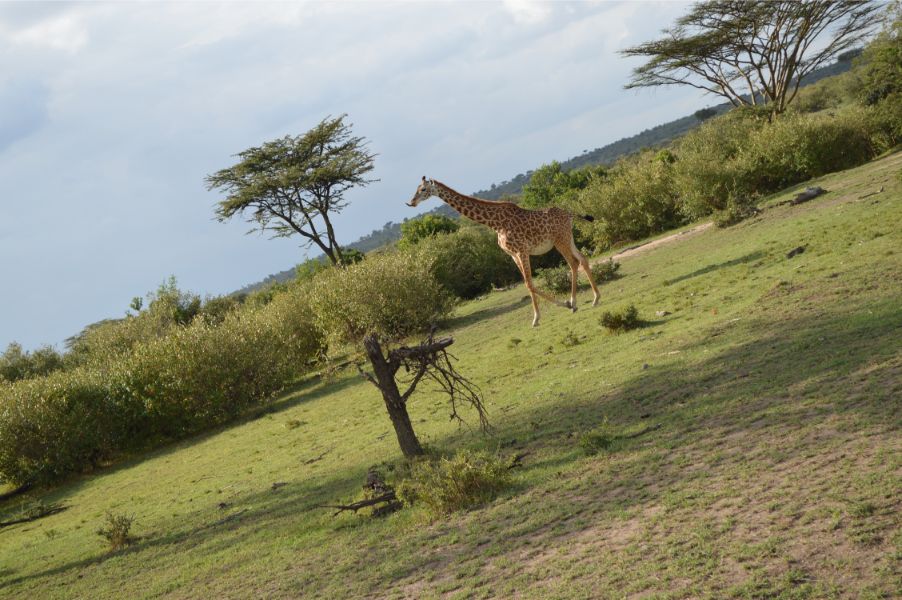 A tall giraffe standing in the open savanna grassland of the Masai Mara, Kenya.
