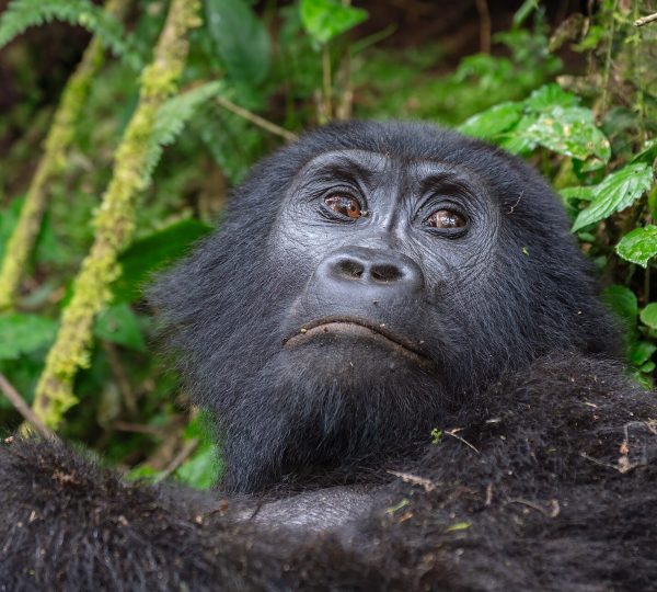 4 DAYS GORILLA TREKKING SAFARI IN UGANDA VIA KIGALI RWANDA 2026/2027