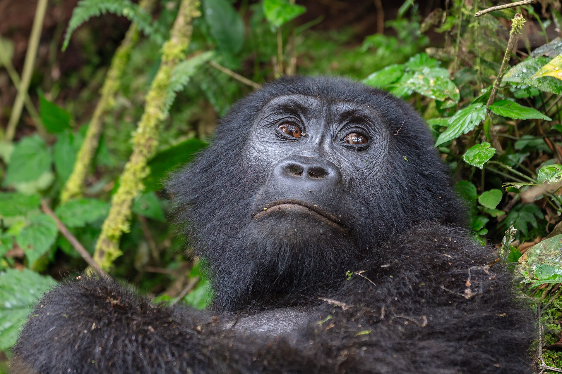 4 DAYS GORILLA TREKKING SAFARI IN UGANDA VIA KIGALI RWANDA 2026/2027
