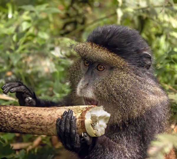 5 DAYS RWANDA GORILLA & GOLDEN MONKEY TREKKING SAFARI 2026/2027