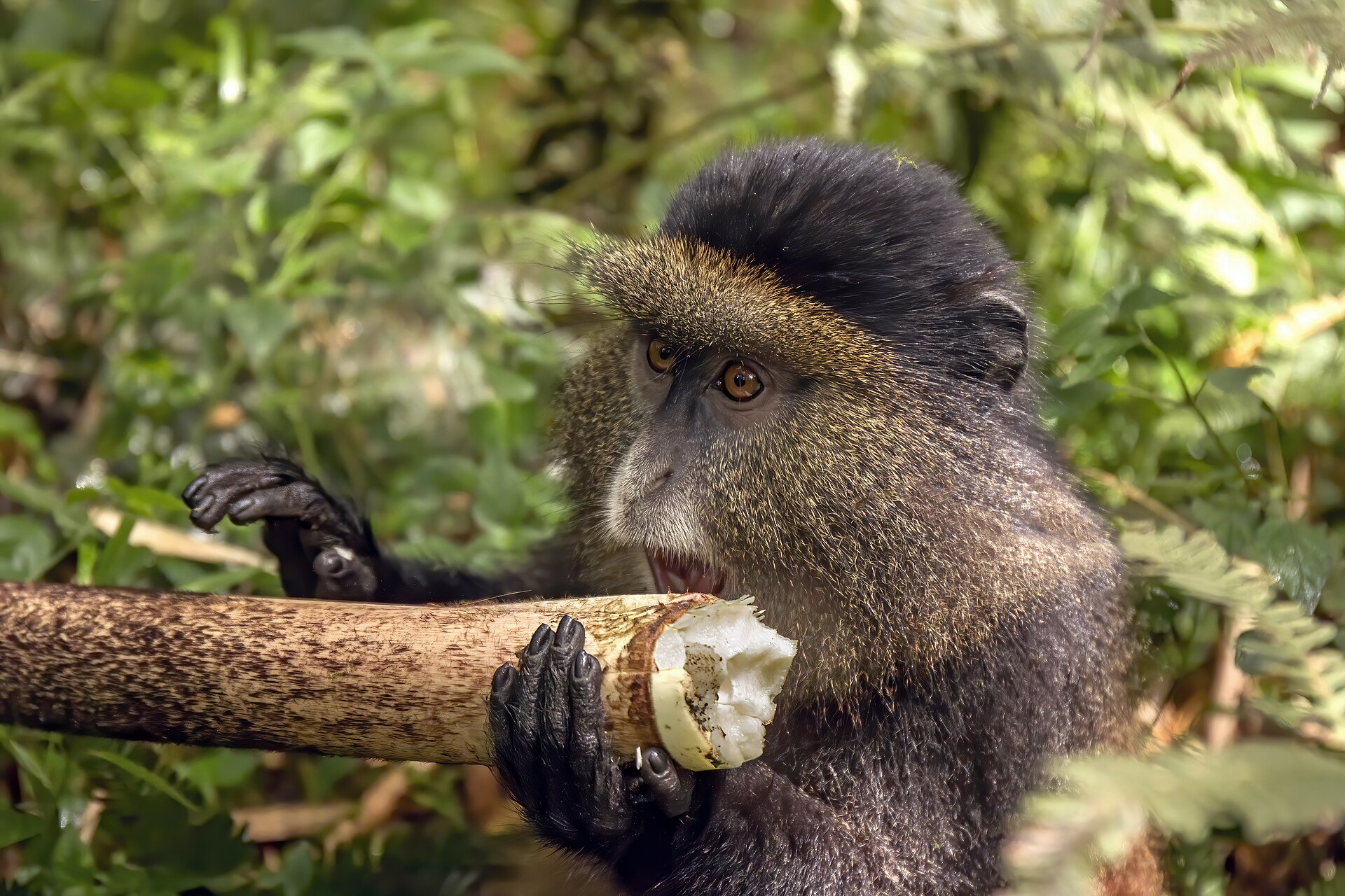 5 DAYS RWANDA GORILLA & GOLDEN MONKEY TREKKING SAFARI 2026/2027