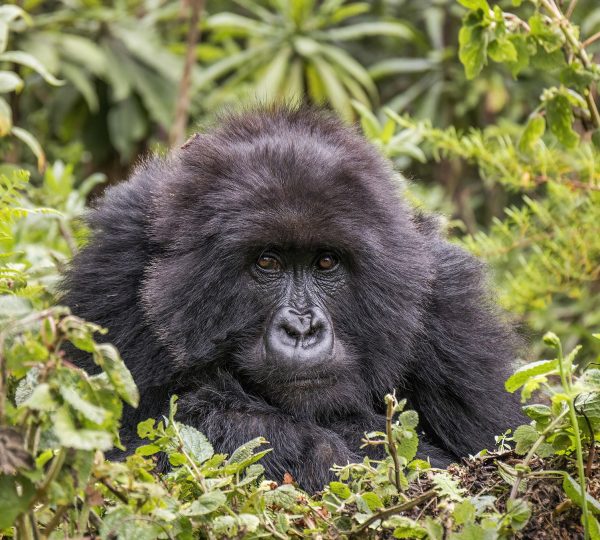 4 DAYS RWANDA GORILLA TREKKING SAFARI 2026/2027